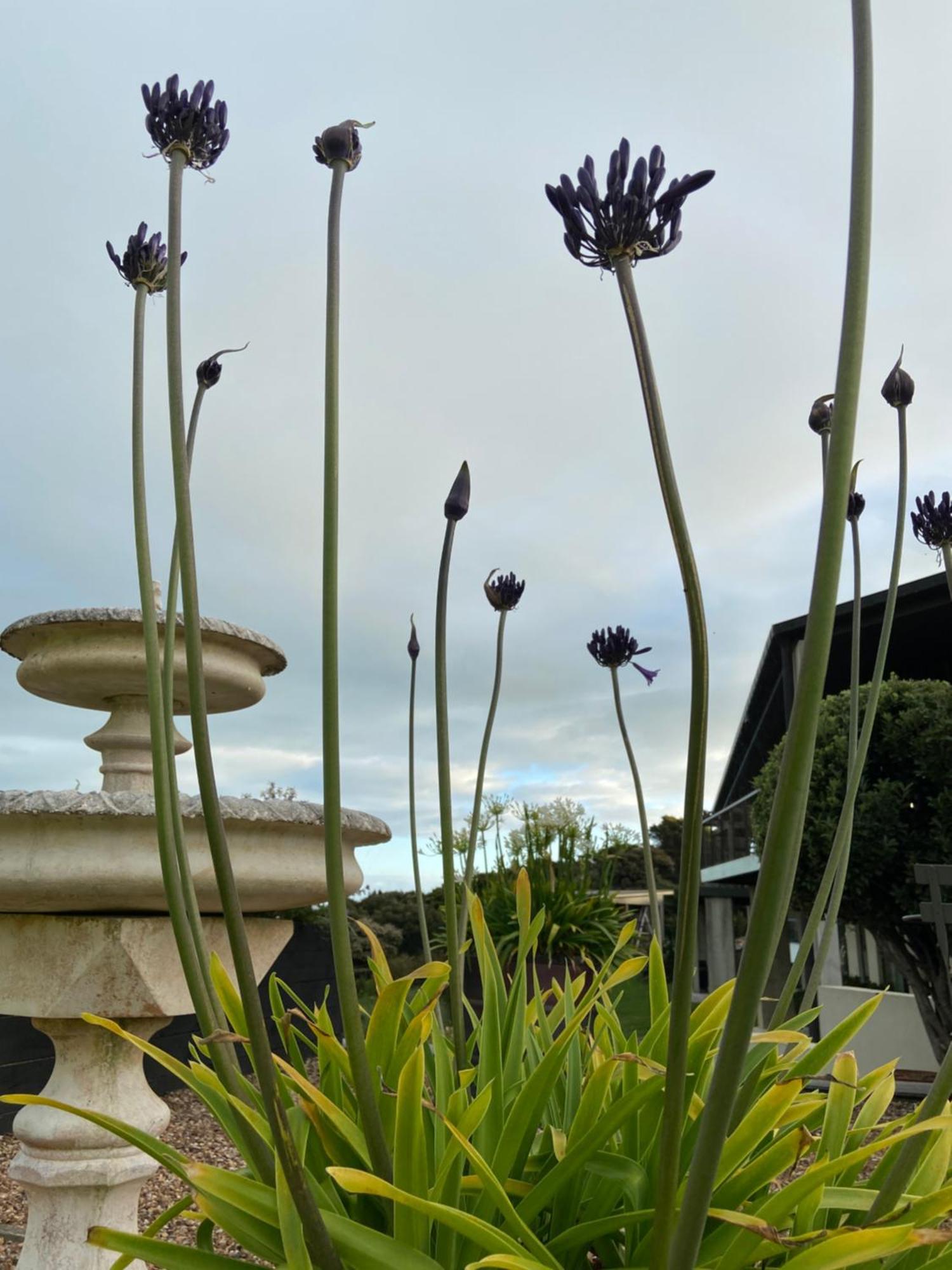 Hotel La Bodega Waiheke Island Surfdale Exteriér fotografie